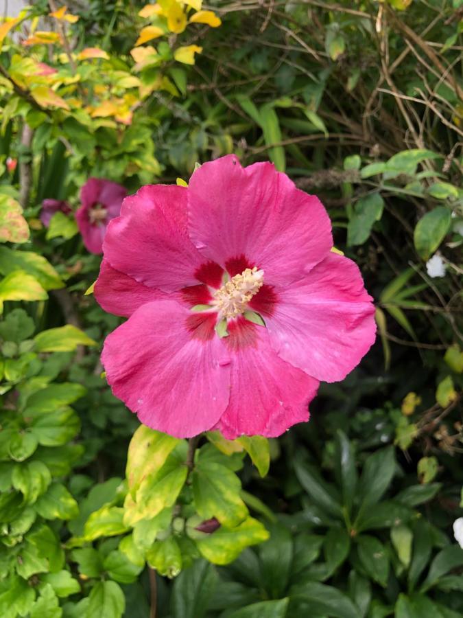 VerwoodChaseborough Farm住宿加早餐旅馆 外观 照片